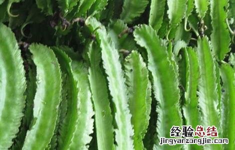 四棱豆的种植技术 四棱豆的种植技术要点