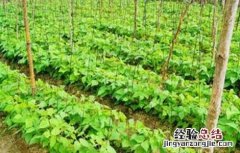 四棱豆的种植技术 四棱豆的种植技术要点