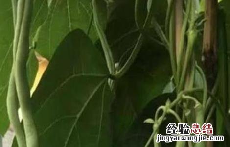 豆角要不要打尖