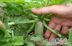 立秋后可以种萝卜吗 立秋过后萝卜要如何种植