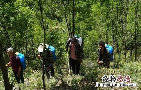 魔芋除草方法及注意事项 魔芋除草方法及注意事项有哪些