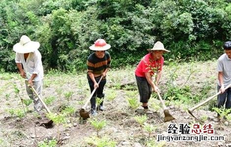 魔芋除草方法及注意事项 魔芋除草方法及注意事项有哪些