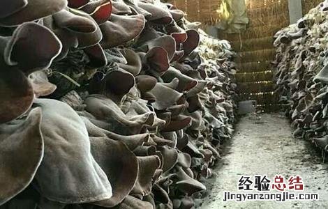 木耳的主产地在什么地方 毛木耳的主产地在哪里