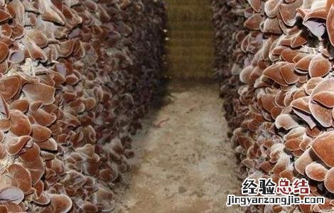木耳的主产地在什么地方 毛木耳的主产地在哪里