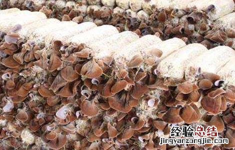木耳的主产地在什么地方 毛木耳的主产地在哪里