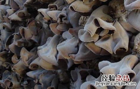 木耳的主产地在什么地方 毛木耳的主产地在哪里