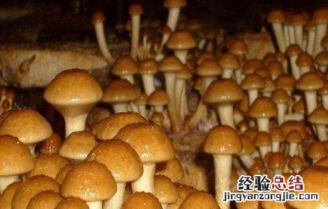 珍珠菇的生长环境 珍珠菇种植