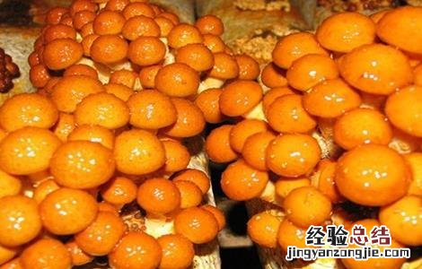 珍珠菇的生长环境 珍珠菇种植