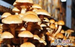 珍珠菇的生长环境 珍珠菇种植