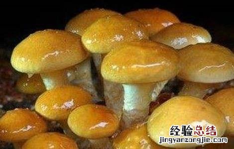 珍珠菇的生长环境 珍珠菇种植