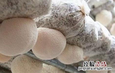猴头菇需要的种植条件和方法 猴头菇需要的种植条件
