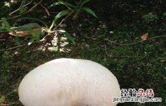 猴头菇需要的种植条件和方法 猴头菇需要的种植条件