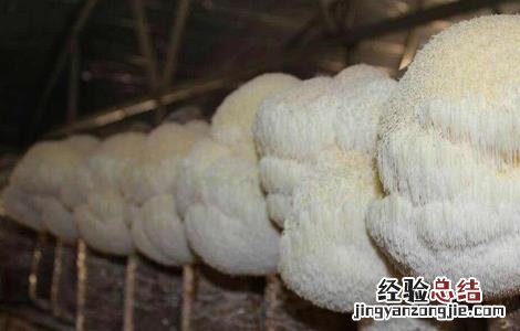 猴头菇需要的种植条件和方法 猴头菇需要的种植条件
