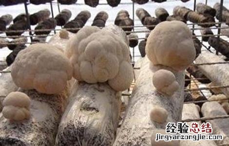 猴头菇需要的种植条件和方法 猴头菇需要的种植条件