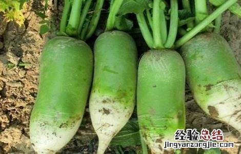 萝卜该怎么种植 萝卜该怎么种植方法
