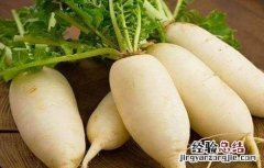 萝卜该怎么种植 萝卜该怎么种植方法