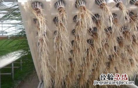 水培韭菜种植技术 水培韭菜种植技术视频