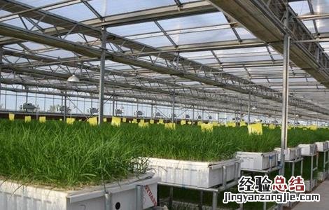 水培韭菜种植技术 水培韭菜种植技术视频