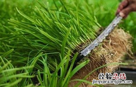 水培韭菜种植技术 水培韭菜种植技术视频
