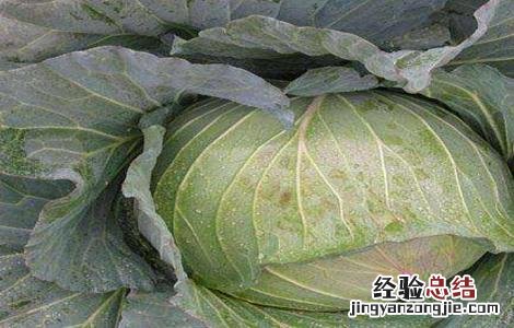 水果甘蓝高效种植技术 甘蓝的种植技术