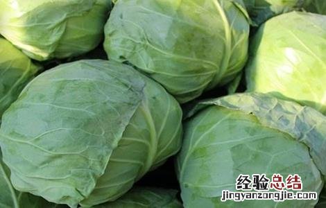 水果甘蓝高效种植技术 甘蓝的种植技术