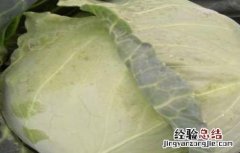 水果甘蓝高效种植技术 甘蓝的种植技术
