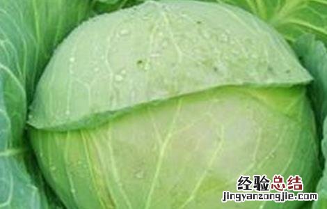 水果甘蓝高效种植技术 甘蓝的种植技术