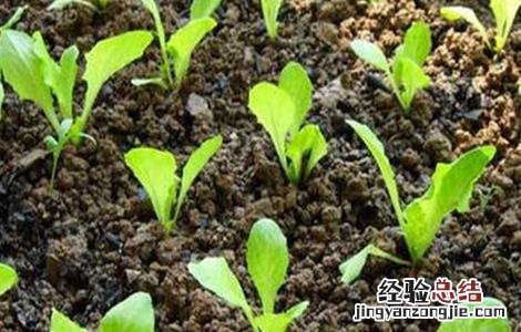 生菜怎么种植容易发芽 生菜发芽之后怎么种
