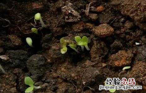 生菜怎么种植容易发芽 生菜发芽之后怎么种