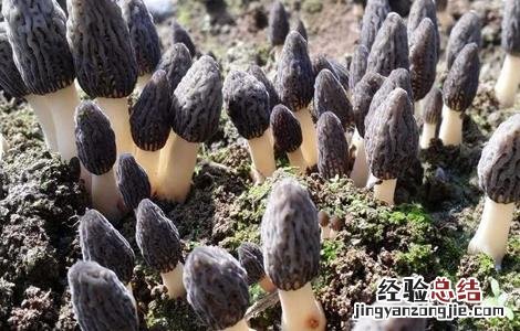 羊肚菌该怎么种才能发芽 羊肚菌该怎么种