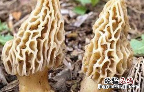 羊肚菌该怎么种才能发芽 羊肚菌该怎么种