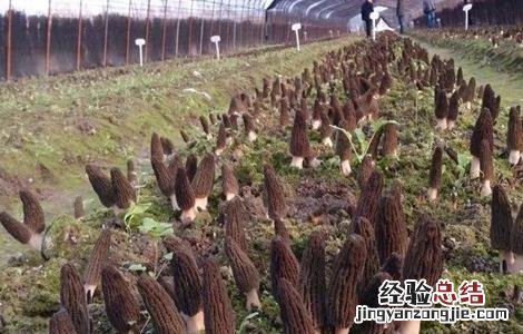 羊肚菌该怎么种才能发芽 羊肚菌该怎么种