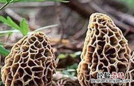 羊肚菌该怎么种才能发芽 羊肚菌该怎么种