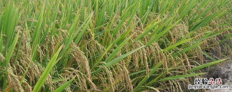 水稻是大米吗 杂交水稻是大米吗