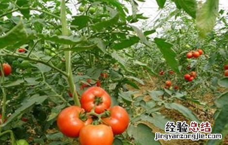 番茄不长个怎么回事呀 番茄不长个怎么回事