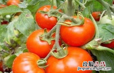 番茄不长个怎么回事呀 番茄不长个怎么回事