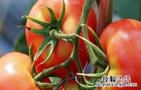 番茄不长个怎么回事呀 番茄不长个怎么回事