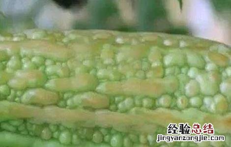 苦瓜烂瓜是什么原因造成的 苦瓜烂瓜是什么原因
