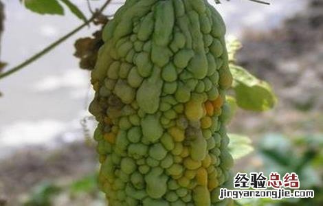 苦瓜烂瓜是什么原因造成的 苦瓜烂瓜是什么原因