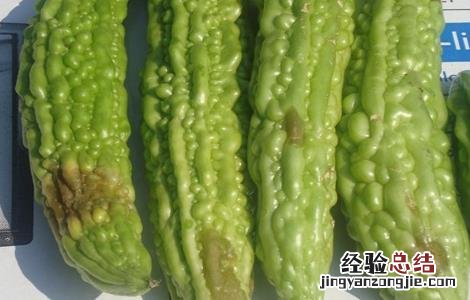 苦瓜烂瓜是什么原因造成的 苦瓜烂瓜是什么原因