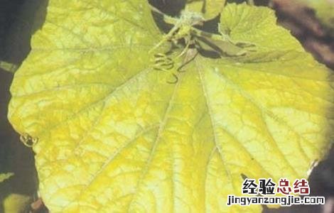 冬瓜叶子发黄怎么回事图片 冬瓜叶子发黄怎么回事