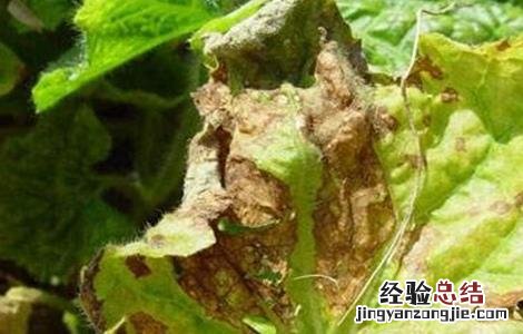 冬瓜叶子发黄怎么回事图片 冬瓜叶子发黄怎么回事