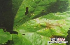 冬瓜叶子发黄怎么回事图片 冬瓜叶子发黄怎么回事