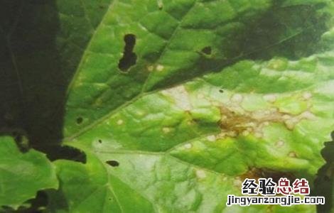 冬瓜叶子发黄怎么回事图片 冬瓜叶子发黄怎么回事