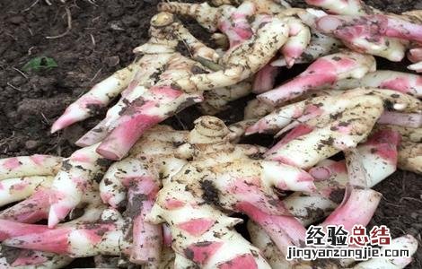 姜芽栽培技术 姜芽怎么栽培