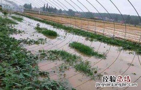 台风天气蔬菜该怎么管理呢 台风天气蔬菜该怎么管理