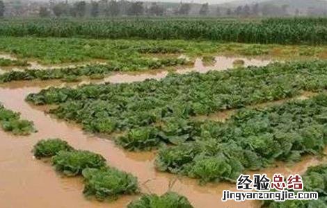 台风天气蔬菜该怎么管理呢 台风天气蔬菜该怎么管理