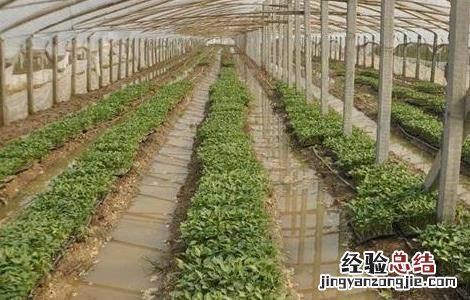 台风天气蔬菜该怎么管理呢 台风天气蔬菜该怎么管理