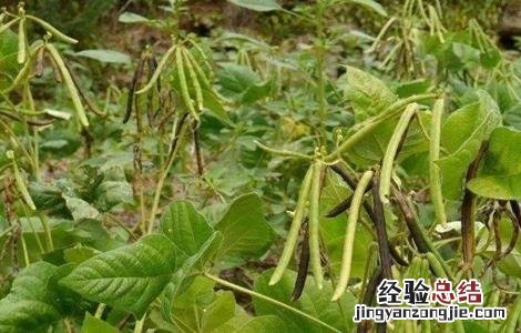 绿豆的生长过程 绿豆的生长过程视频