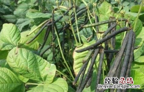 绿豆的生长过程 绿豆的生长过程视频